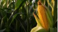 crop-corn
