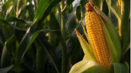 crop-corn