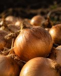 crop-onion